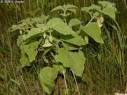 Clammy Ground Cherry