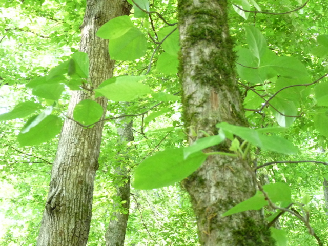 unknown vine