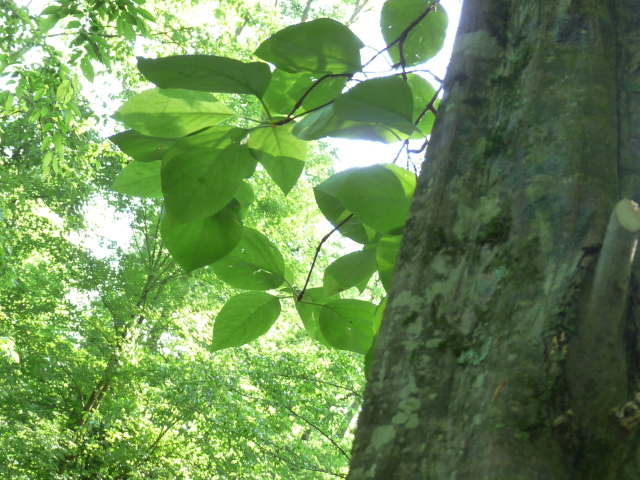 unknown vine