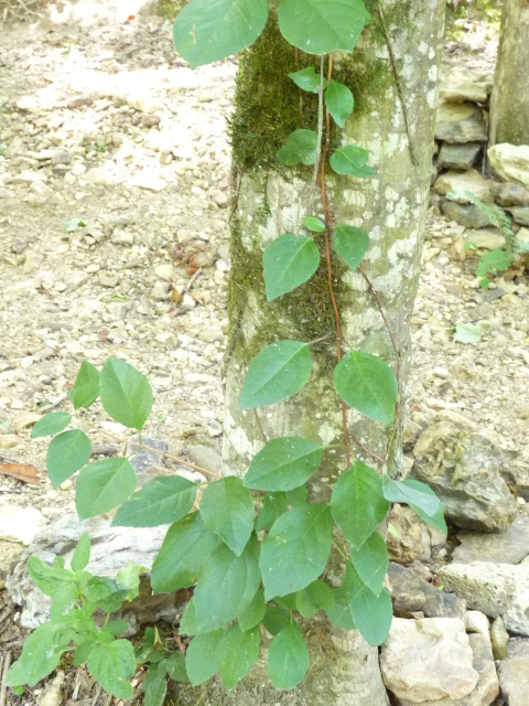 small starters going up tree