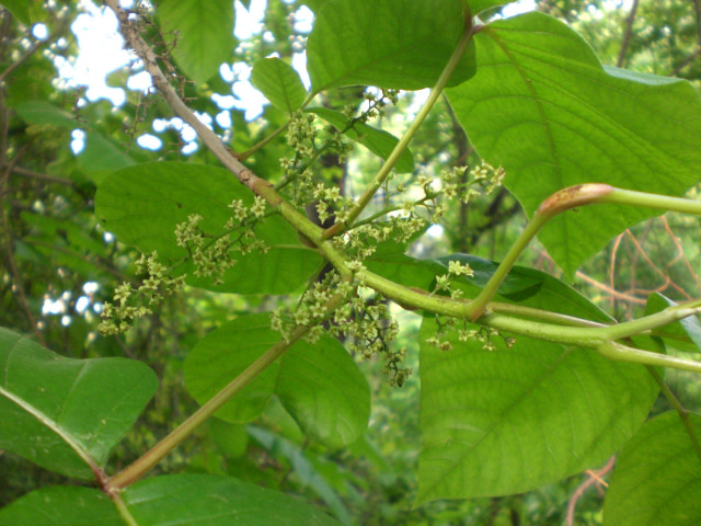 giant poison ivy