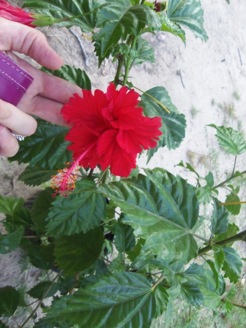 unknown flower