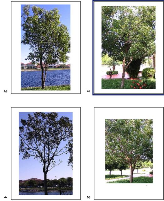 Four Trees