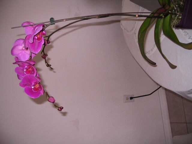 Orchid