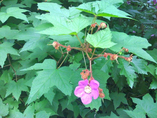 Abutilon?