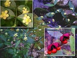 strawberry bush