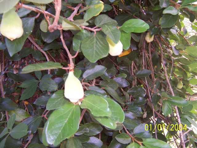 vine with fruit