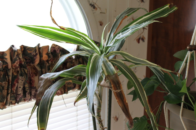 Close Up of Leaves