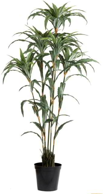 Leggy Dracena Warneckii