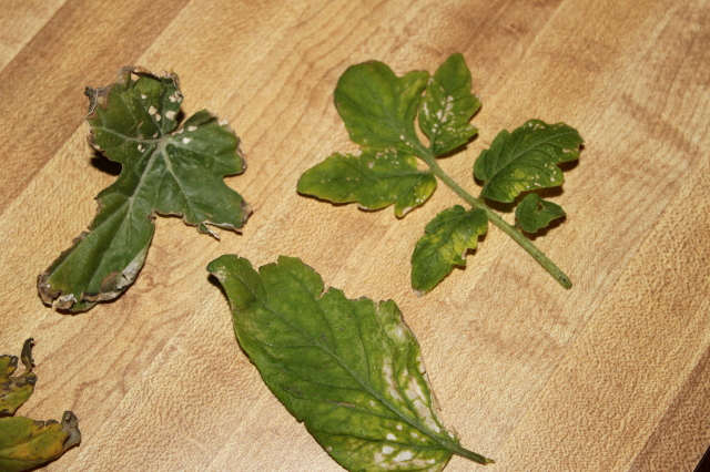 leaves