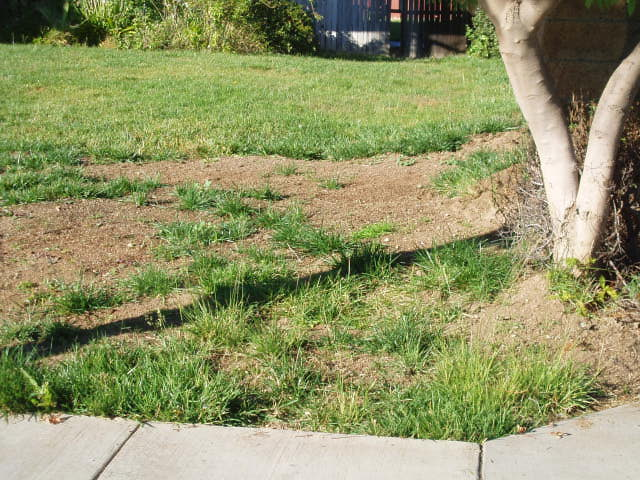 Lawn trying to regrow