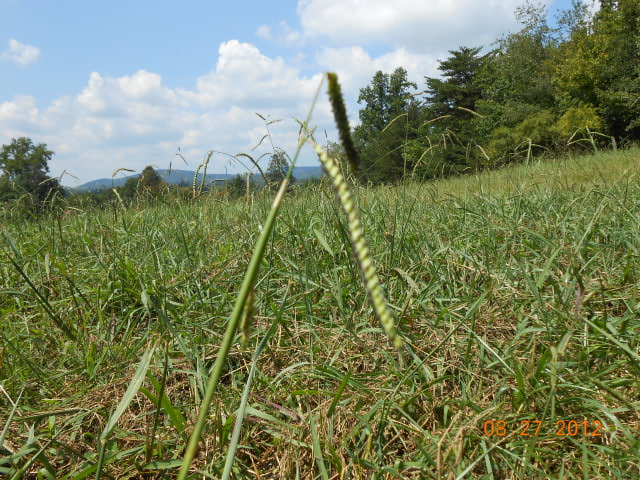 byhalia grass seeds