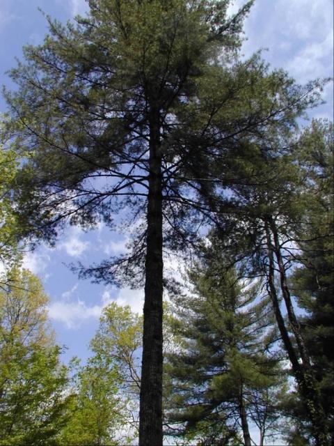 100\' Pine