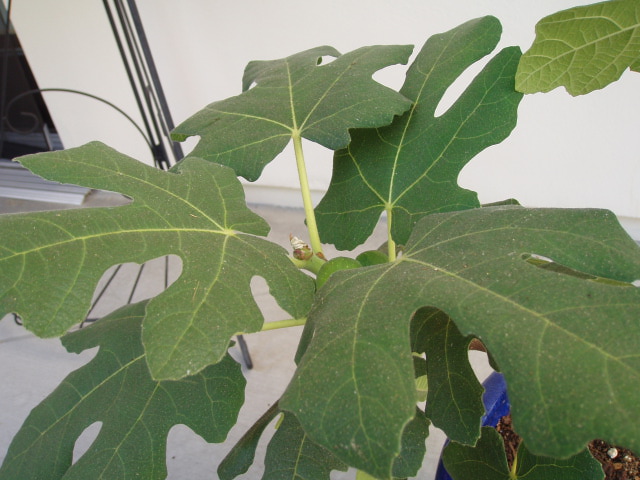 Fig Tree 1