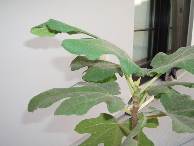 fig tree 2