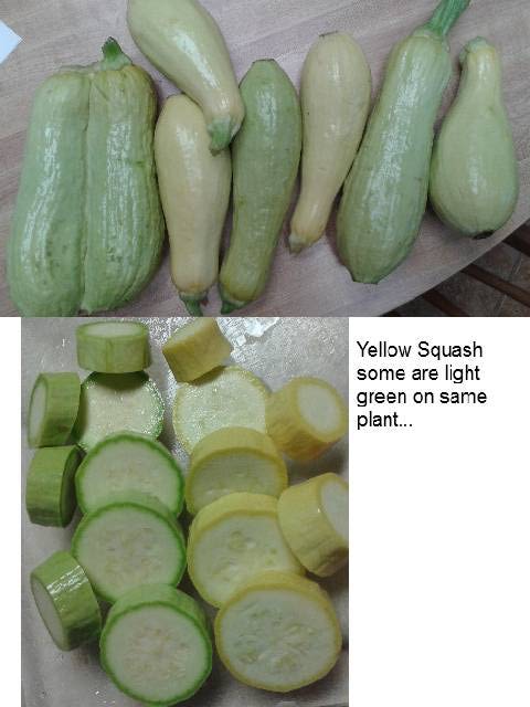 Squash Yellow & Greenish