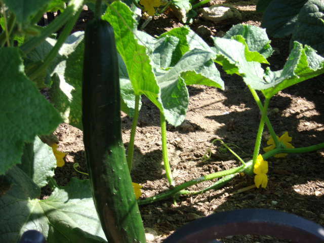 a very big cucumber