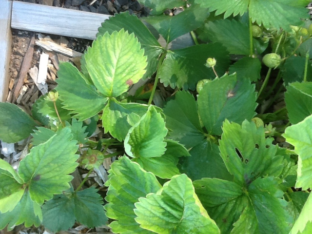 Strawberry leaves