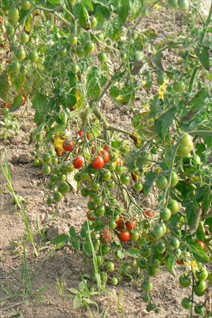 cherry tomato