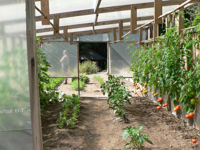 tomatoes in tunnel