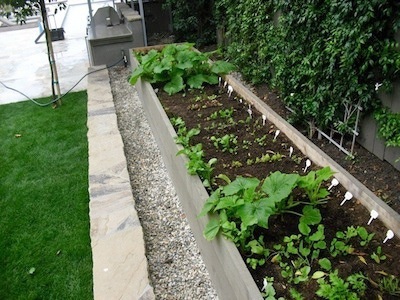 A small veg garden