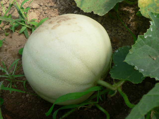 melon