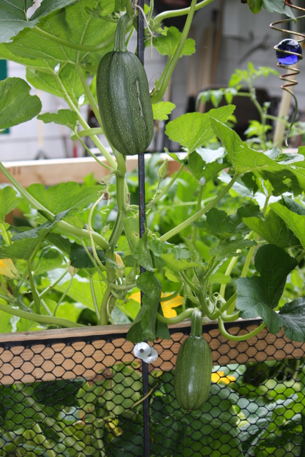 Spaghetti Squash or jumbo zuchinni?