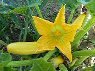 yellow zucchini