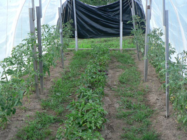 Tomatoes and Peppers in tunnel
