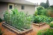 chicken wire as vegetable protection for corn