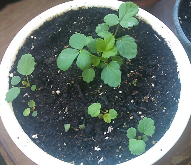 Strawberry seedlings