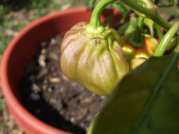 Habanero fruit