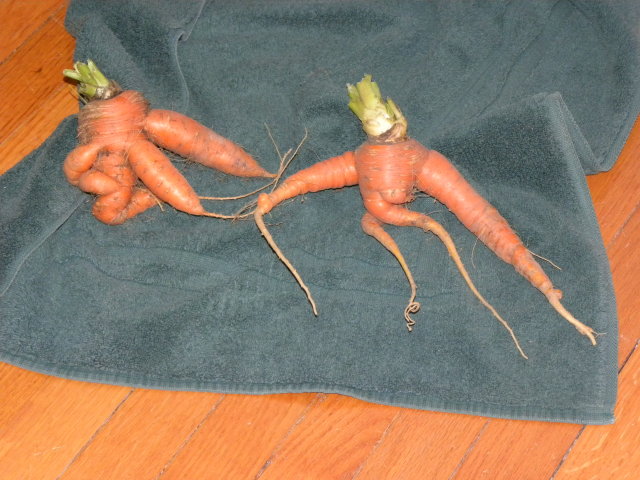 weird carrot