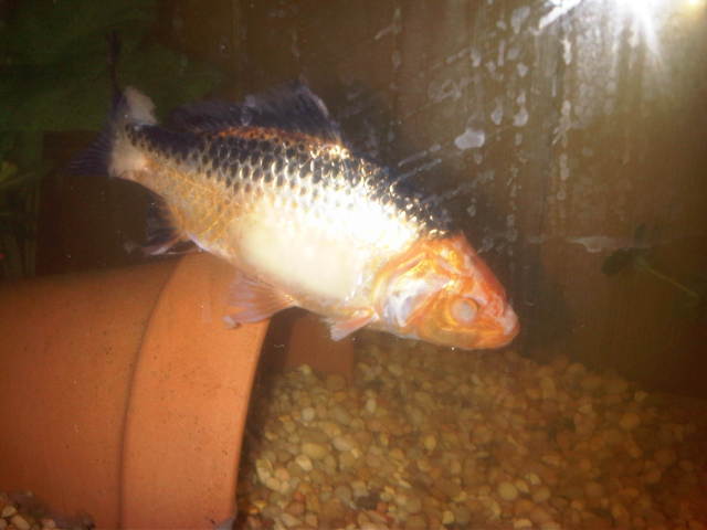 My sick fish