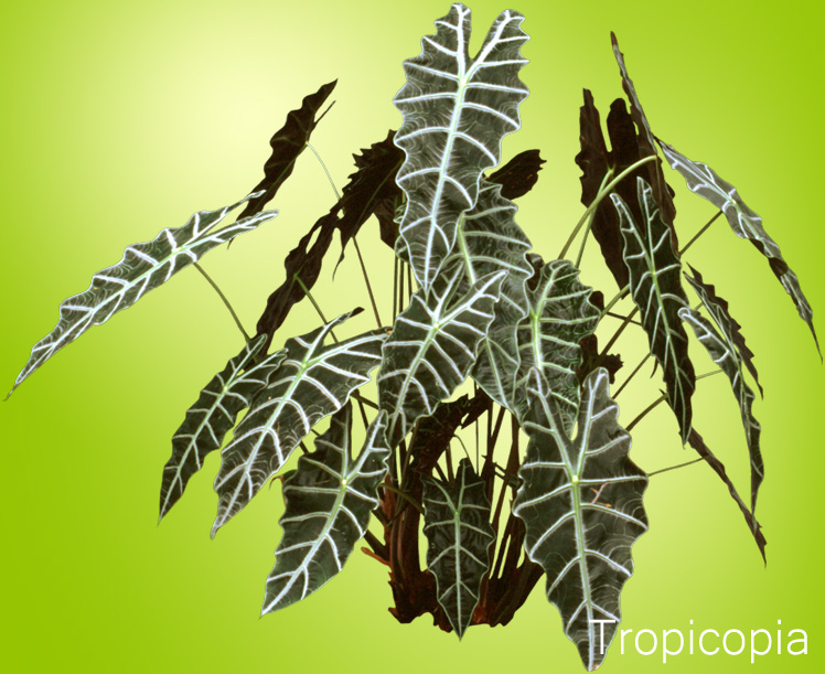 Wavy leaves, white veined Alocasia Plant