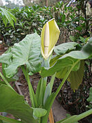 Spath flowe in Alocasia macrorrhiza