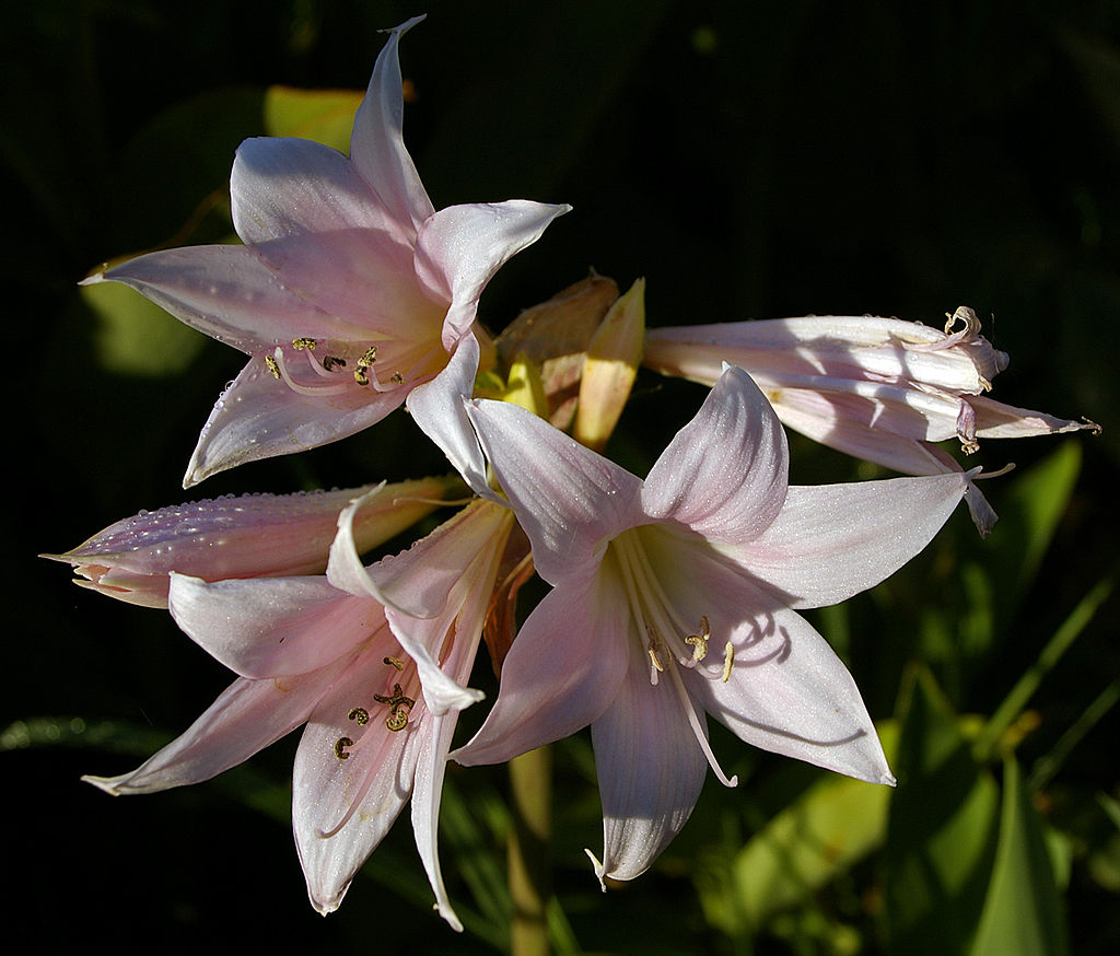 Pink Flowers on Amaryllis plant