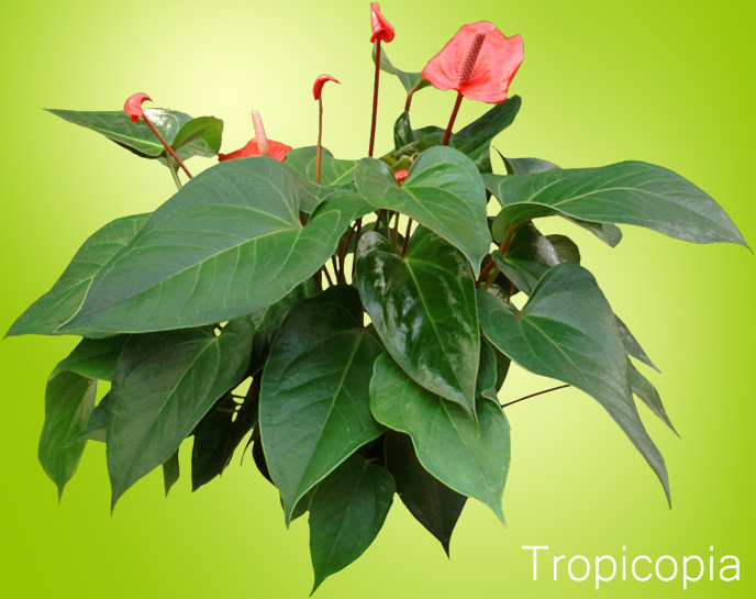 Red Anthurium Plant