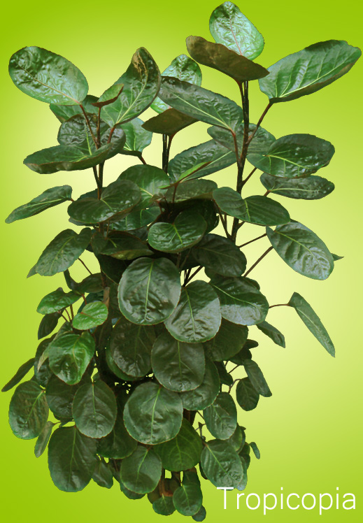 Leathery, round, green Balfour Aralia