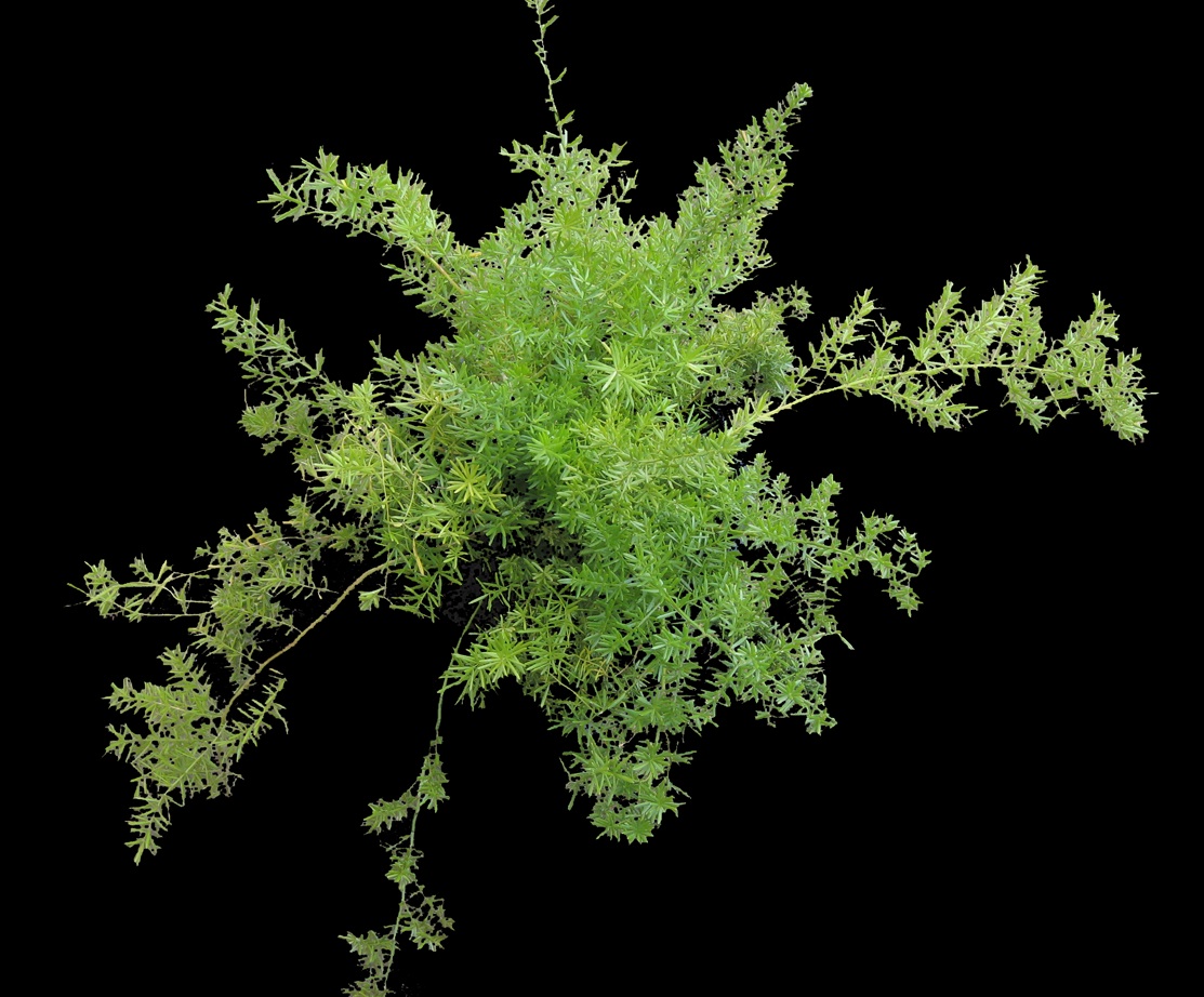 Asparagus-Fern