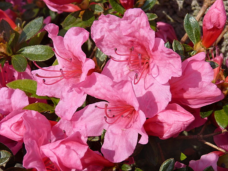 Pink Azalea Plant