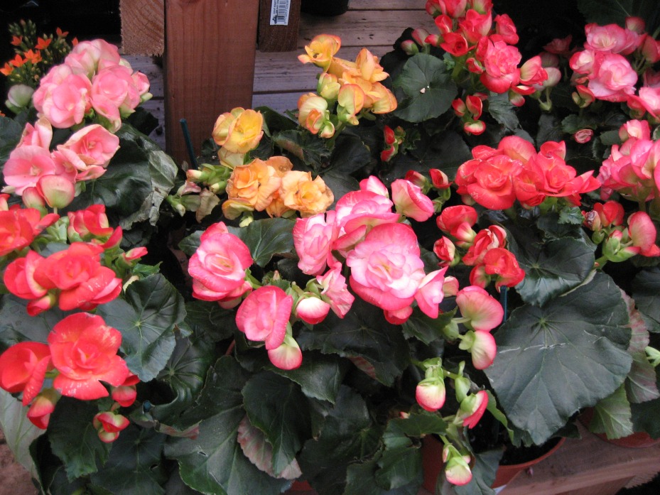 Pink, Yellow, Red Begonia Plant