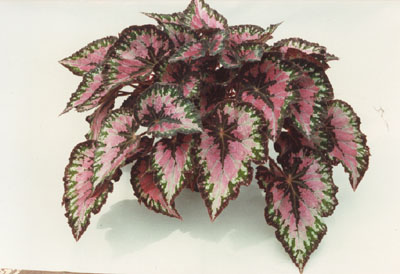 Pink, green, and cream colored Begonia Rex Plant.