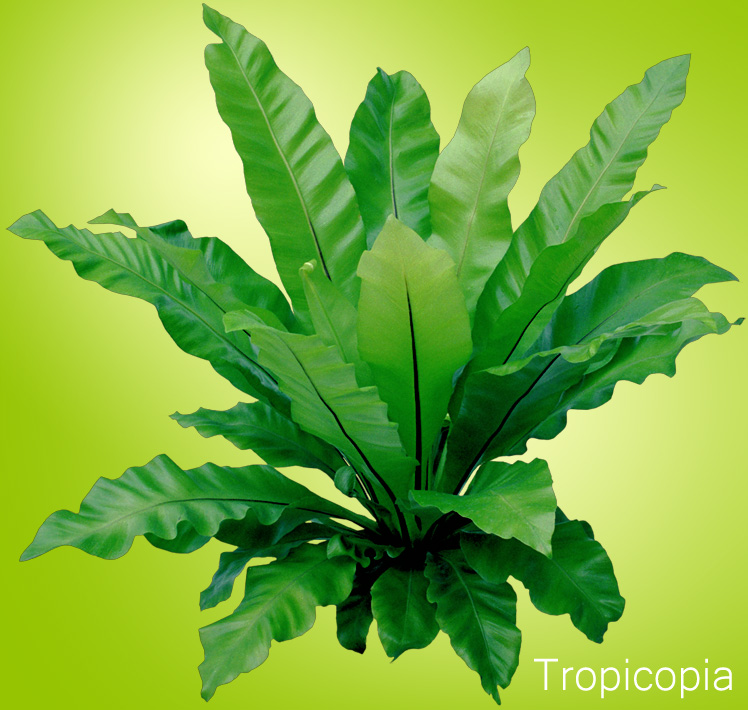 Bright green, wavy, Bird's Nest Fern