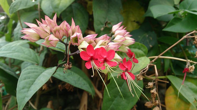 Red and White Bleeding Heart Plant