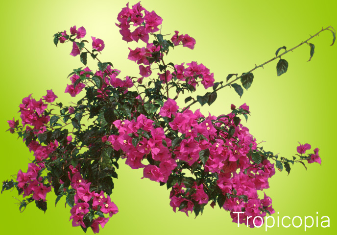 Pink Bougainvillea Plant