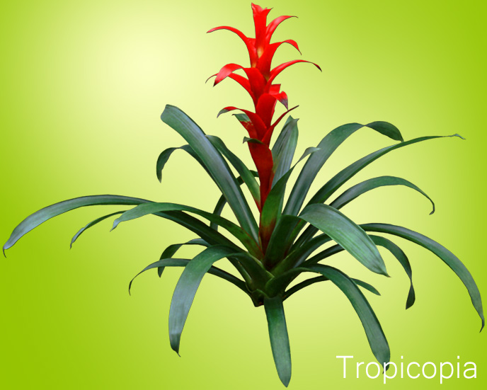 Red Guzmania Rana Bromeliad