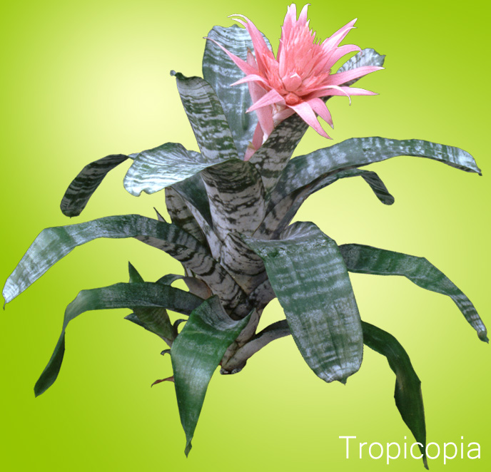 Gray leaves, pink flower Bromeliad Aechmea fasciata