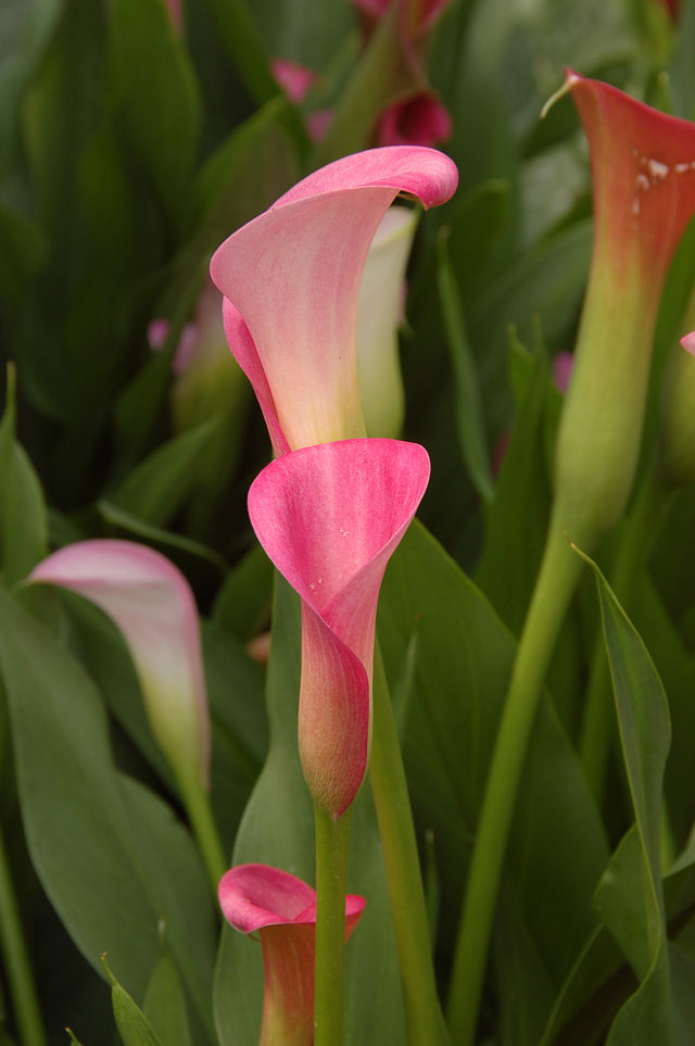 Pink Calla Lily Plant