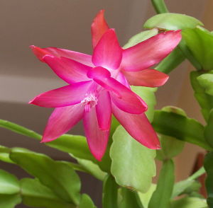 Bright pink Christmas Cactus